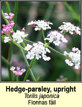 hedge-parsley,upright (fionnas fáil)