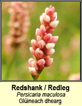 redshank (ghlúineach dhearg)