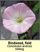 bindweed,field (ainleog)