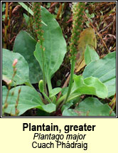 plantain,greater (cuach phádraig)