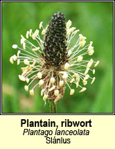 plantain,ribwort (slánlus)