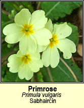 primrose (sabhaircín)