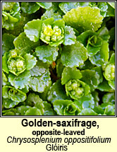 golden-saxifrage, opposite-leaved (glóris)
