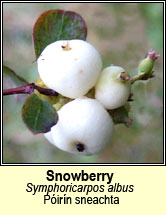 snowberry (póirín sneachta)