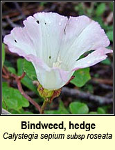 bindweed,hedge (ialus fáil)