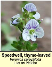 speedwell,thyme-leaved (lus an treacha)