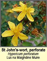 st johns-wort,perforate (lus na Maighdine Muire)