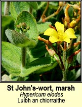 st johns-wort,marsh (luibh an chiorraithe)