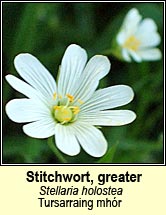 stitchwort,greater (tursainín mhór)