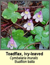 toadflax,ivy-leaved (lus lín an fhalla)