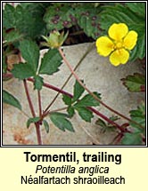tormentil,trailing (nalfartach shraoilleach)