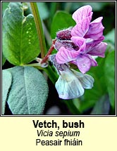 vetch,bush (peasair fhiin)