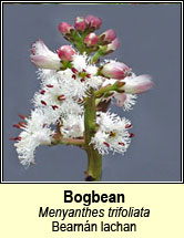 bogbean (bearnn lachan)