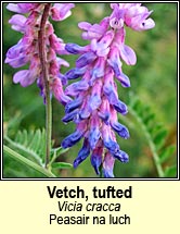 vetch,tufted (fisenach thiubh)