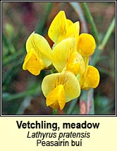 vetchling,meadow (pisbhu)