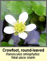 crowfoot,round-leaved (néal uisce cruin)