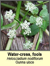 water cress,fools (gunna uisce)