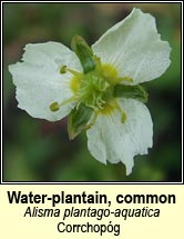 water=plantain,common (corrchopóg)