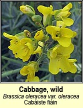cabbage,wild (cabáiste fiáin)