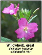 willowherb,greater (saileachán mór)
