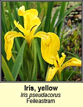 iris,yellow (feileastram)