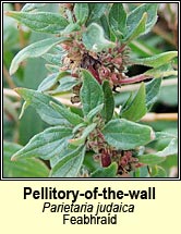pellitory-of-the-wall (feabhraíd)