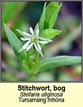 stitchwort,bog (tursainín mhóna)