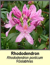 rhododendron (rslabhras)