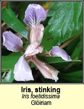 iris,stinking (gliriam)