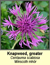 knapweed,greater (mnscoth mhr)