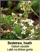 bedstraw,heath (luibh na bhfear gonta)
