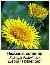 fleabane,common (Lus bu na ndreancaid)