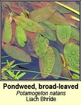 pondweed,broad-leaved