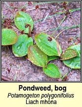 pondweed,bog (Liach mhna)