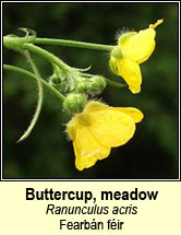 buttercup,meadow (fearbán féir)