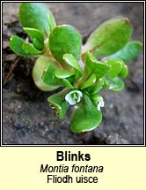 blinks (fliodh uisce)