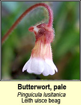 butterwort,pale (leith uisce beag)