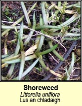 shoreweed (lus an chladaigh)