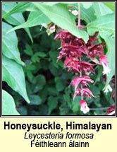 honeysuckle,himalayan (féithleann álainn)