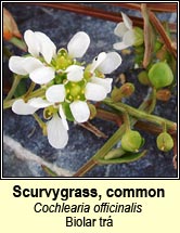 scurvygrass,common (biolar trá)