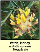 vetch,kidney (mara muire)