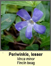 periwinkle,lesser (Fincín beag)