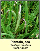 plantain,sea (Slánlus mara)