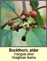 buckthorn,alder (draighean fearna)
