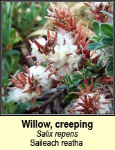 willow,creeping (saileach reatha)