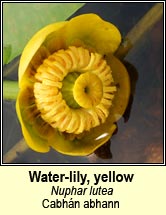 water-lily,yellow (cabhán abhann)