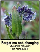 forget-me-not,changing (lus monla bu)