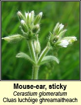 mouse-ear,sticky (cluas luchóige ghreamaitheach)