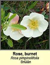 rose,burnet (briulán)