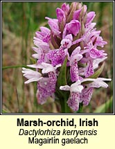 orchid,marsh,western (magairlín gaelach)